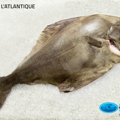 01_fletan_atlantique